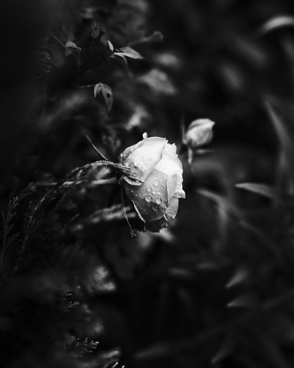 grayscale photo of flower bud