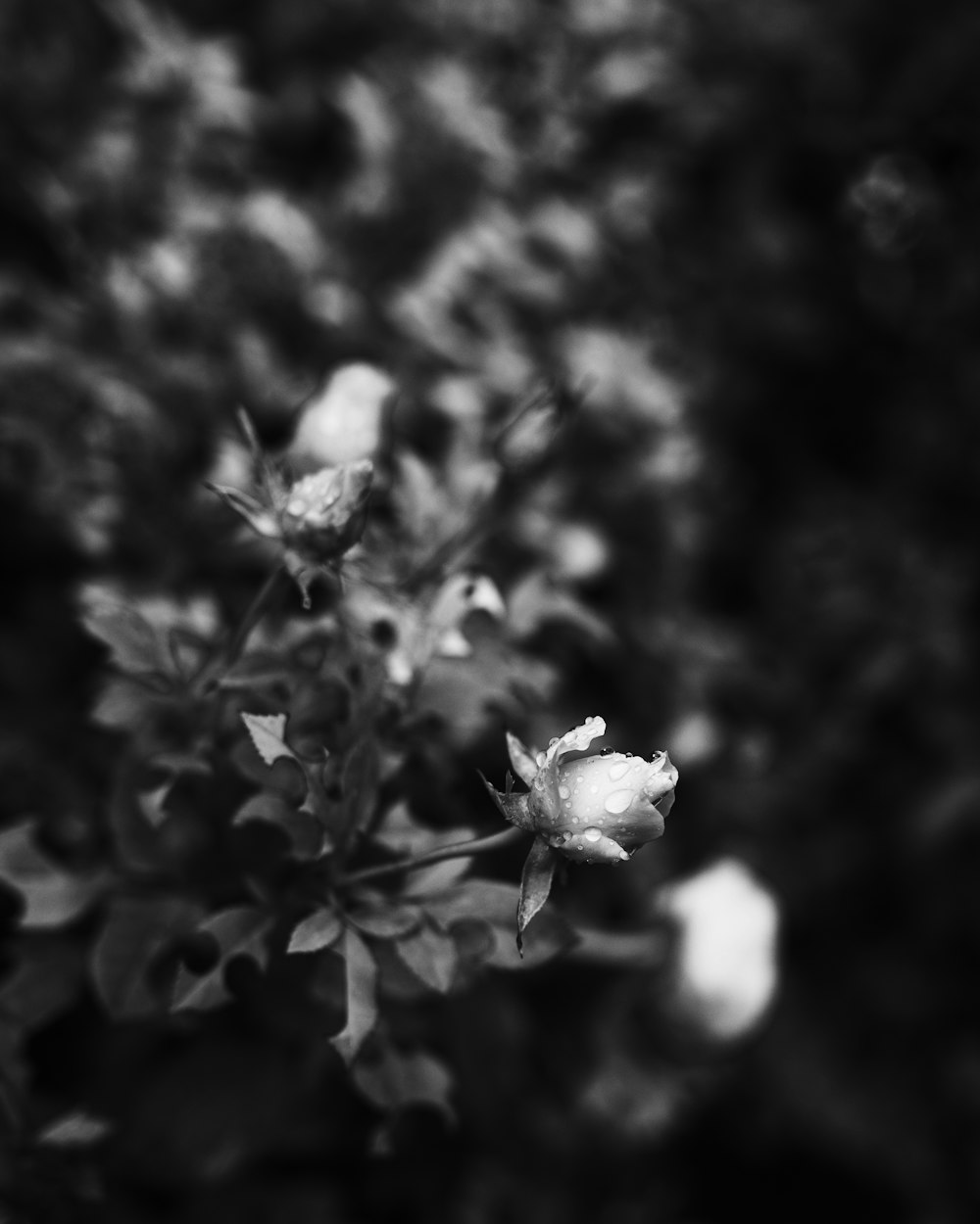 grayscale photo of flower in bloom