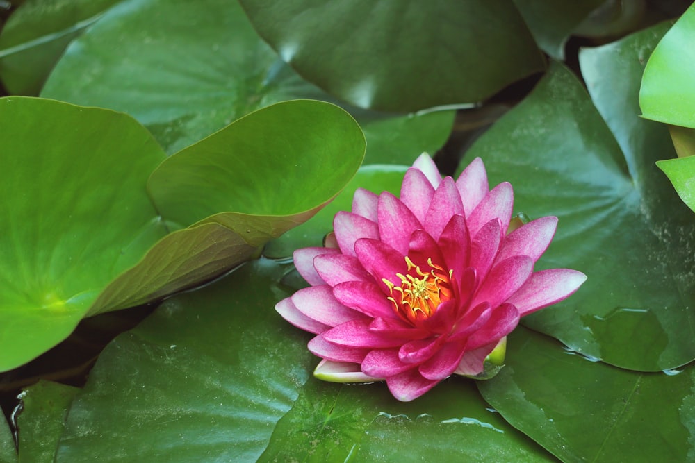 pink lotus flower in bloom