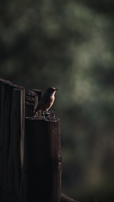 brown bird on brown wooden fence during daytime