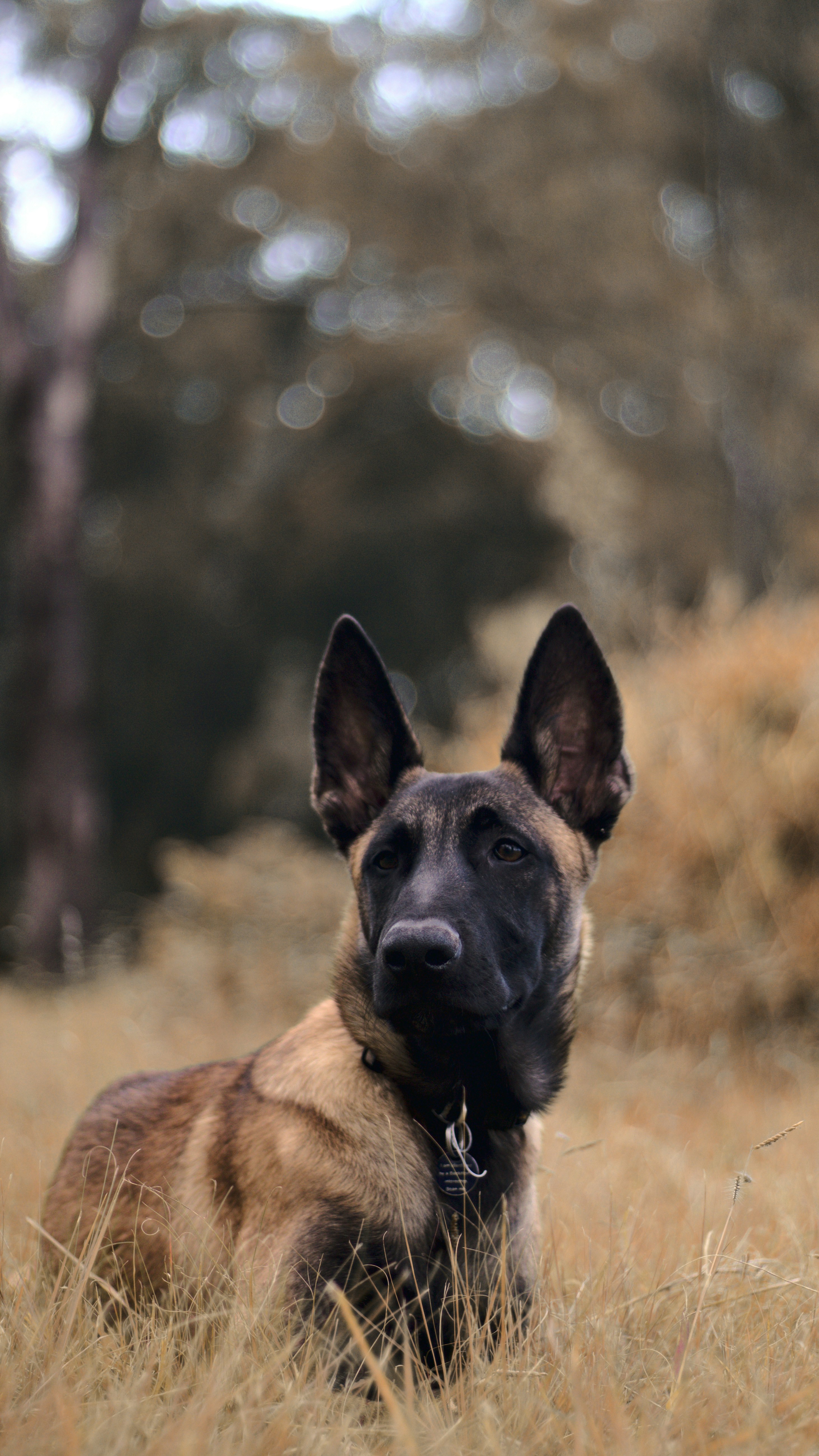 brown and black german shepherd on green grass field during daytime