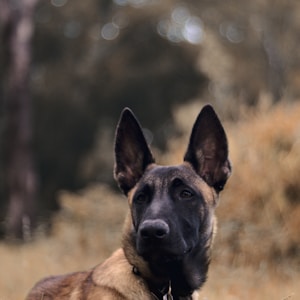 brown and black german shepherd on green grass field during daytime