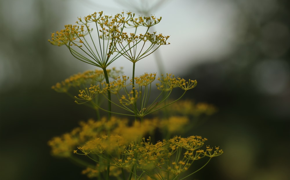 white flowers in tilt shift lens