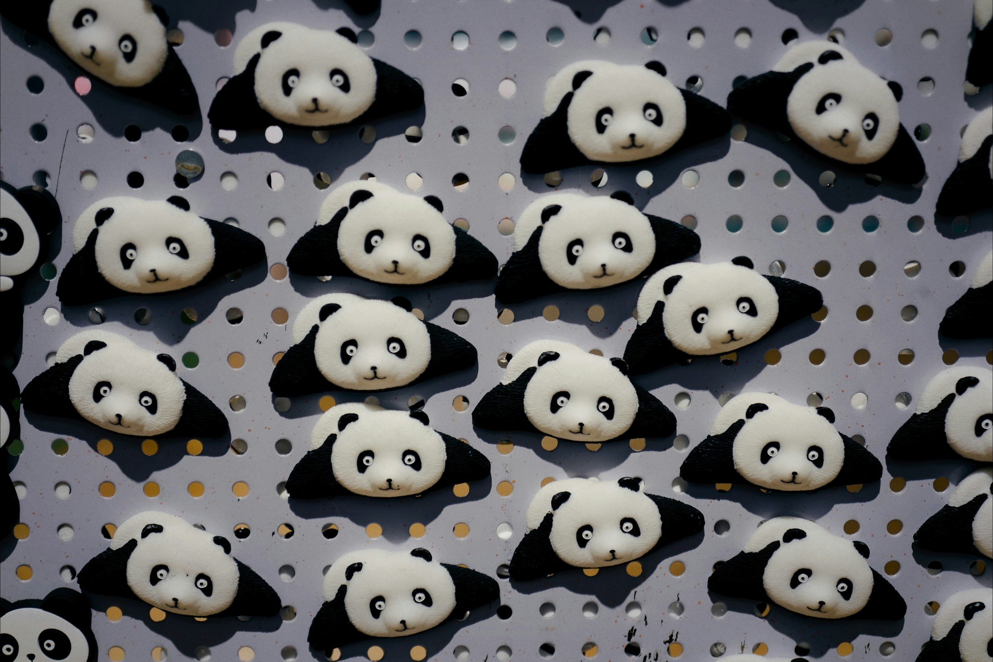 捕获一只猫好好