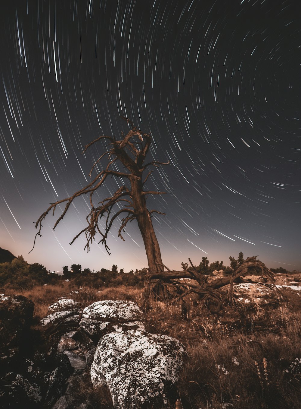 bare tree on brown field during night time