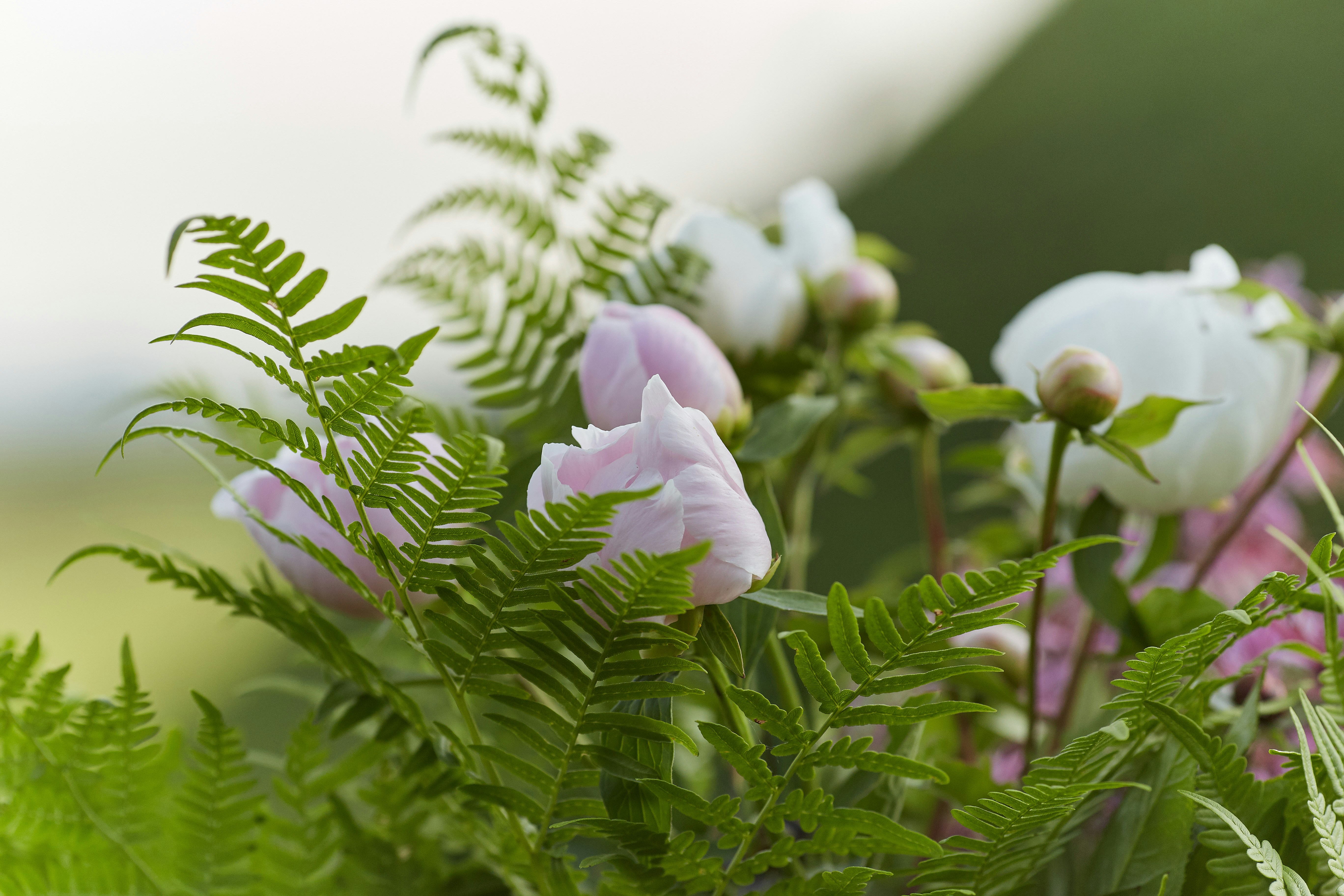 purple flower in tilt shift lens
