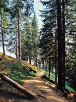 A peaceful forest path winding through tall pines with soft sand underfoot.