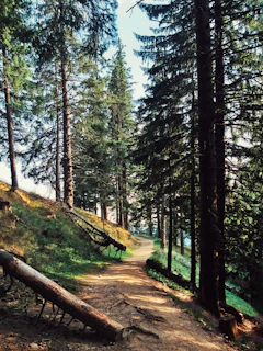 A peaceful forest path winding through tall pines with soft sand underfoot.
