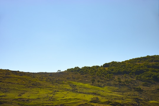A scenic landscape featuring a hillside covered in green grass and scattered trees, under a clear blue sky. The grass appears lush, and the terrain is gently sloping upward.