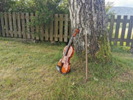 A peaceful outdoor scene with a violin case resting on grass, sunlight filtering through leaves.