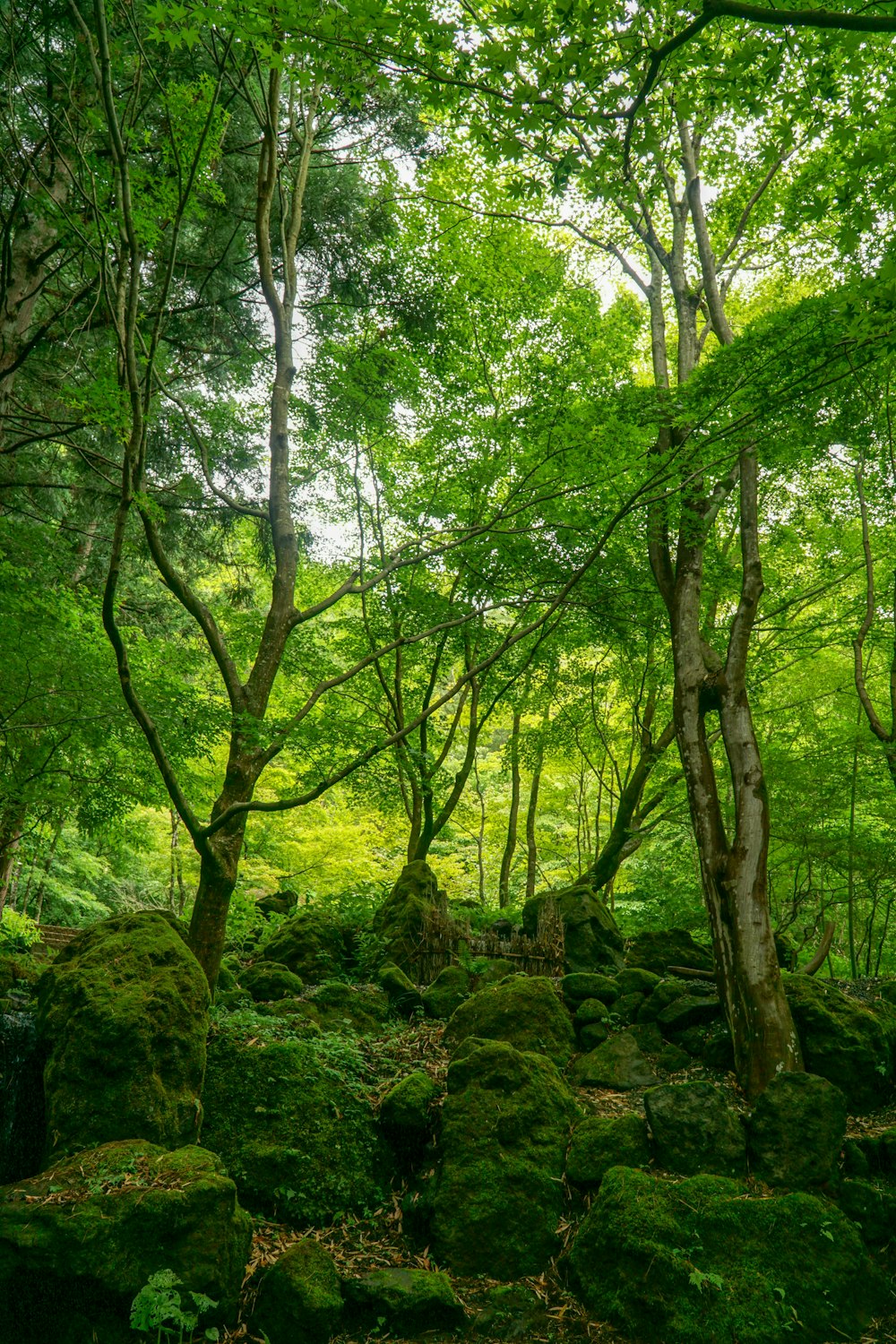 árvores verdes em solo marrom