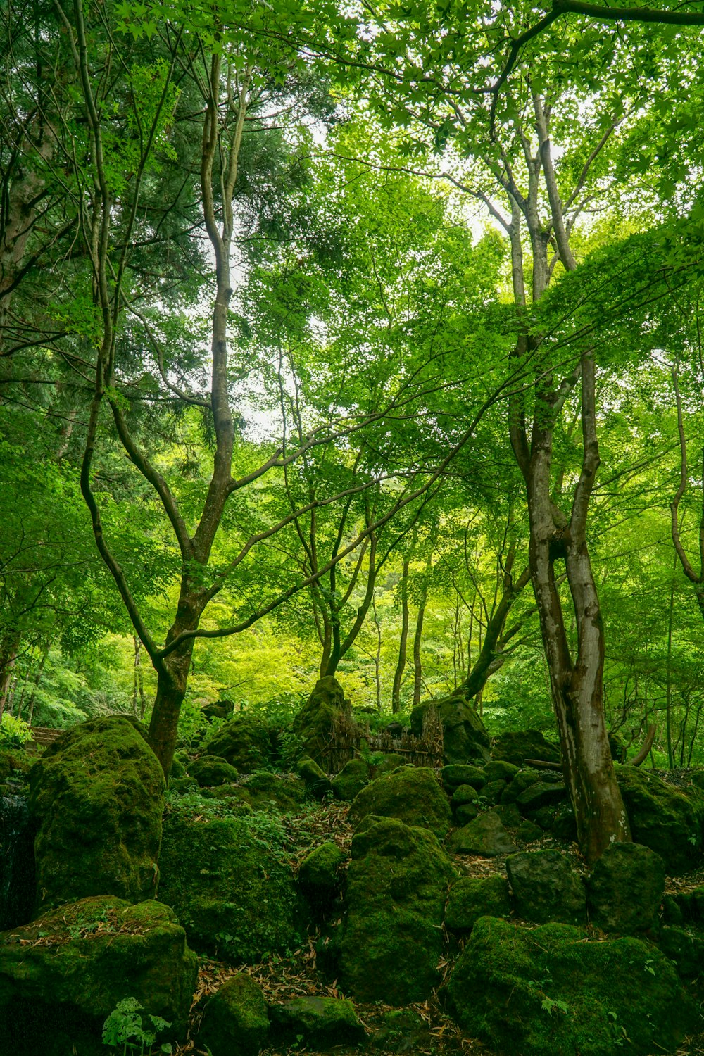 green trees on brown soil