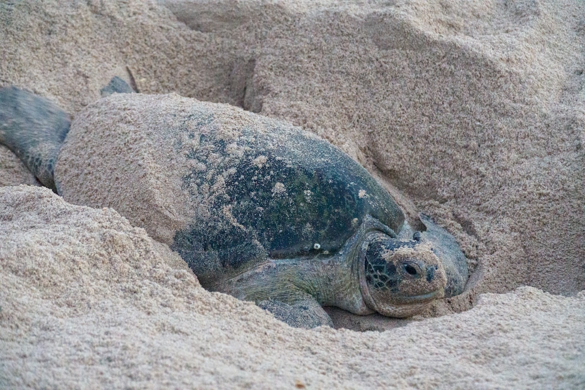 Żółw na plaży w Omanie