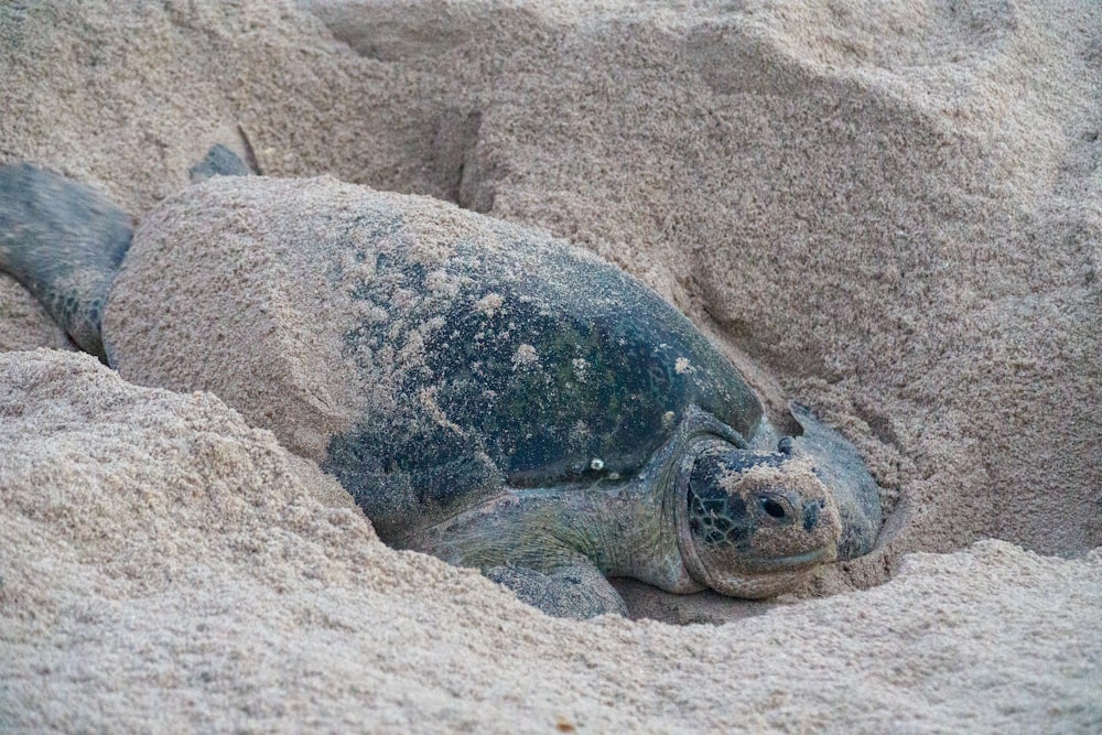 black and brown turtle on brown sand during daytime