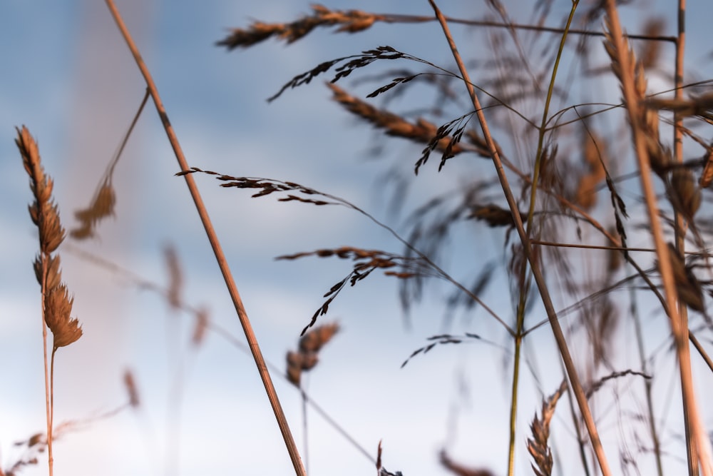 brown wheat field during daytime