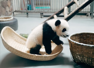 panda on brown wooden basket