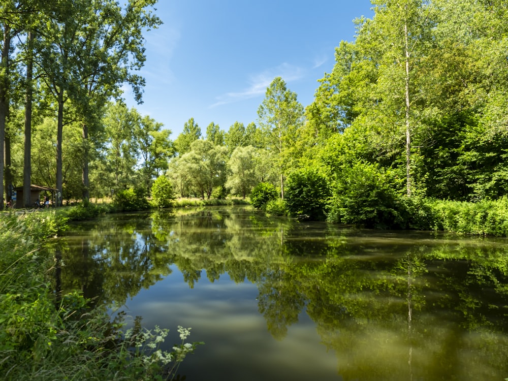 green trees beside river under blue sky during daytime