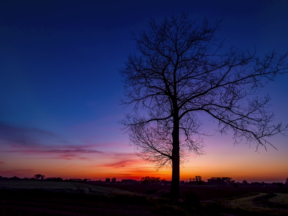 leafless tree under blue sky during sunset