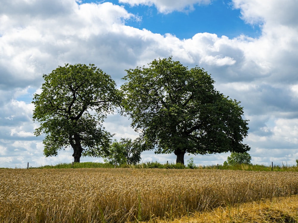 green trees on brown grass field under white clouds and blue sky during daytime