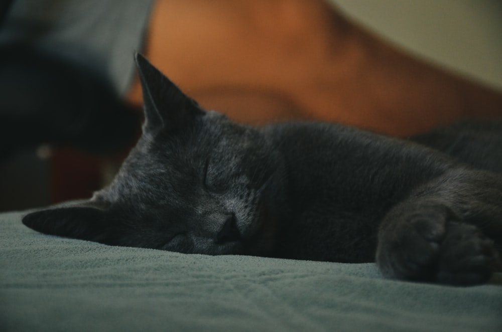 black cat on green textile