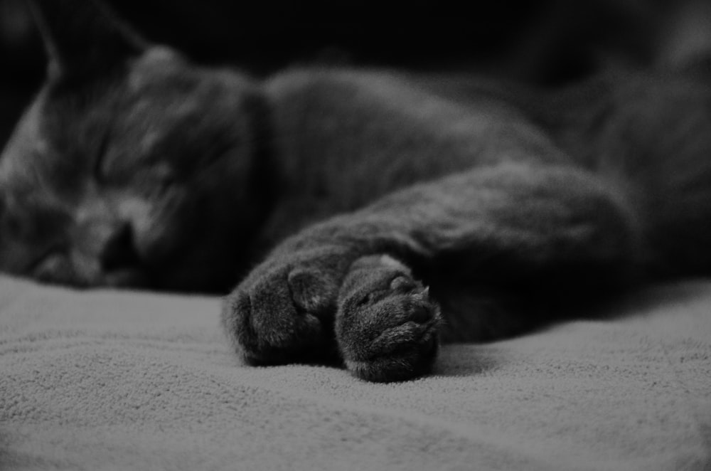 grayscale photo of cat lying on floor