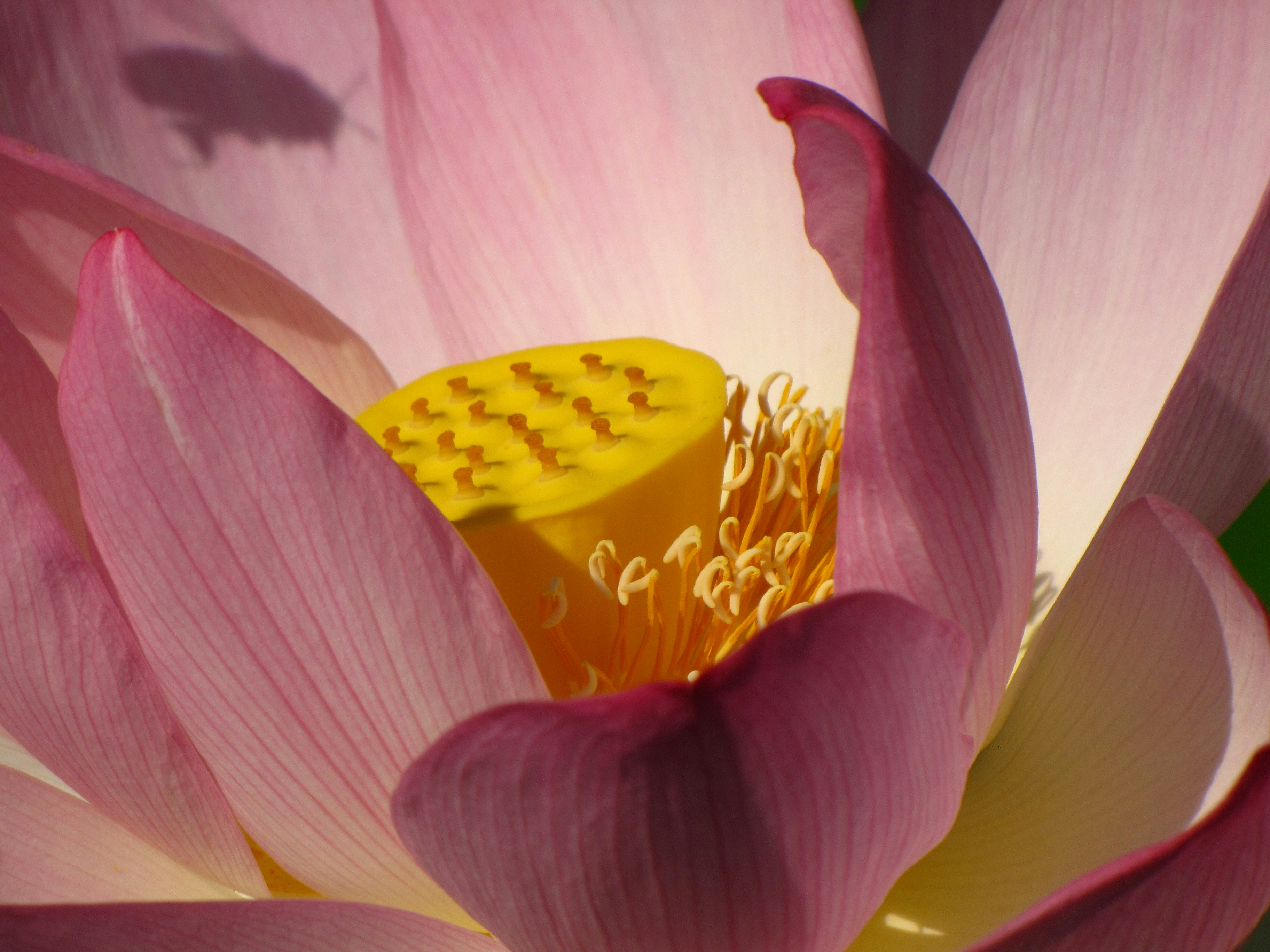 purple and yellow flower in macro shot