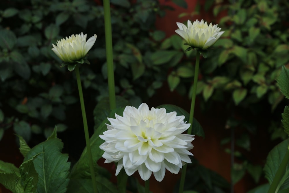 white flower in tilt shift lens