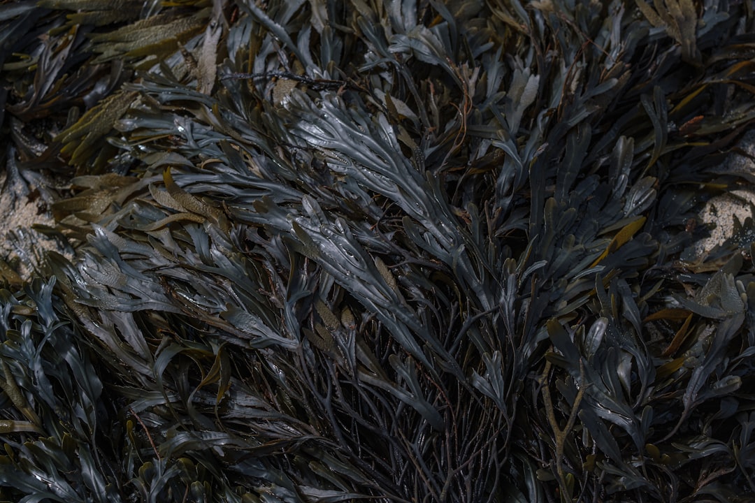 green and brown plant leaves, Some beautiful deep green seaweed