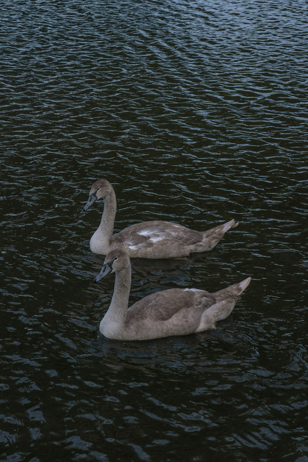 white swan on water during daytime