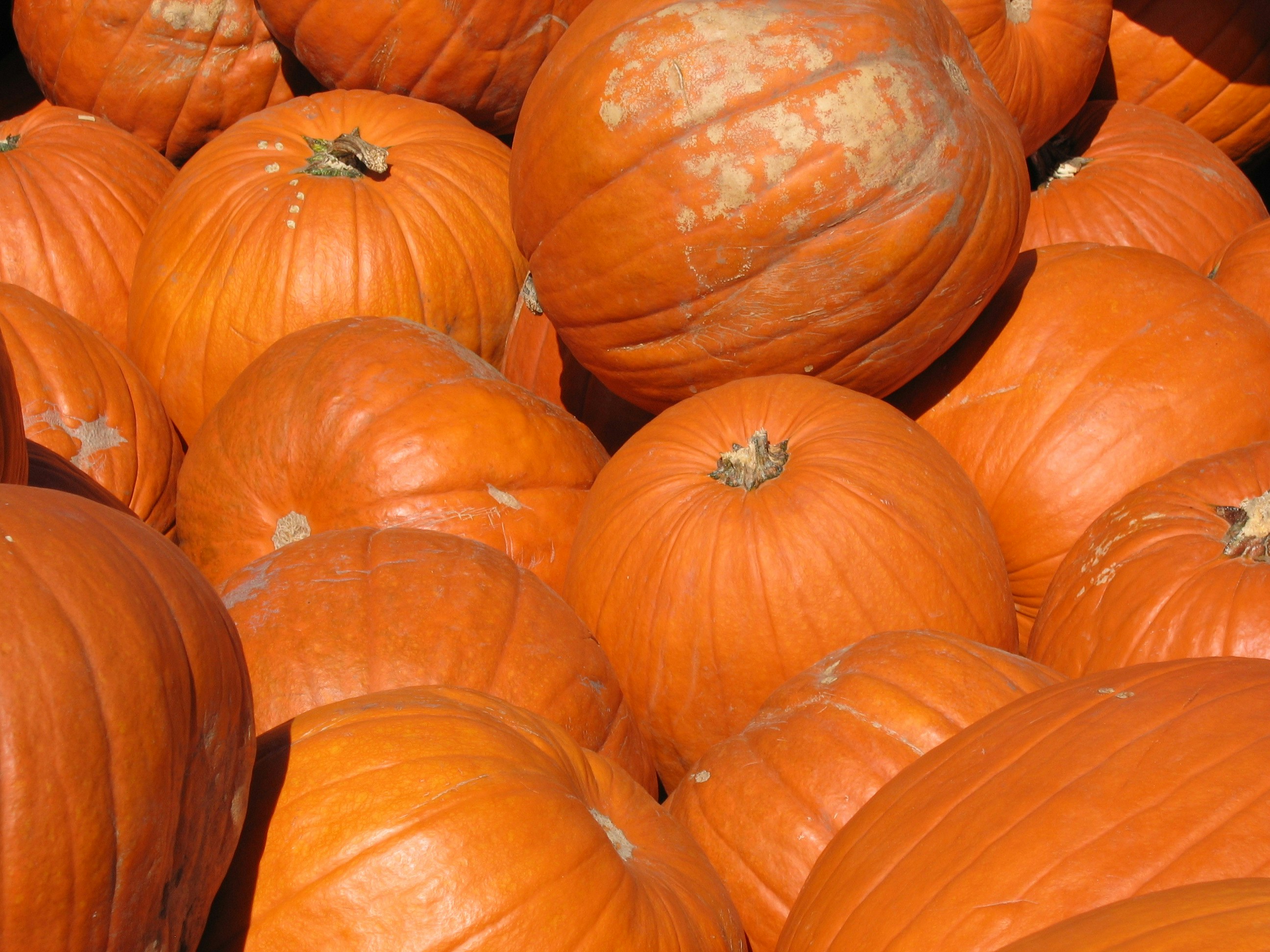 Photo by emmapeeldallas