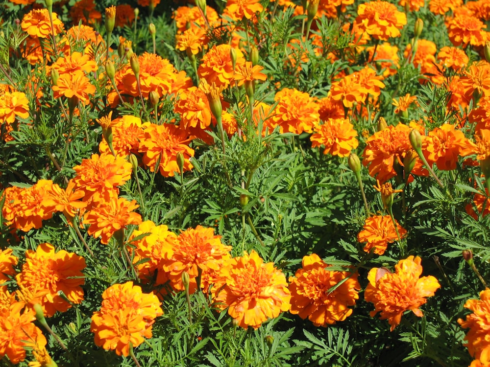 yellow flowers with green leaves