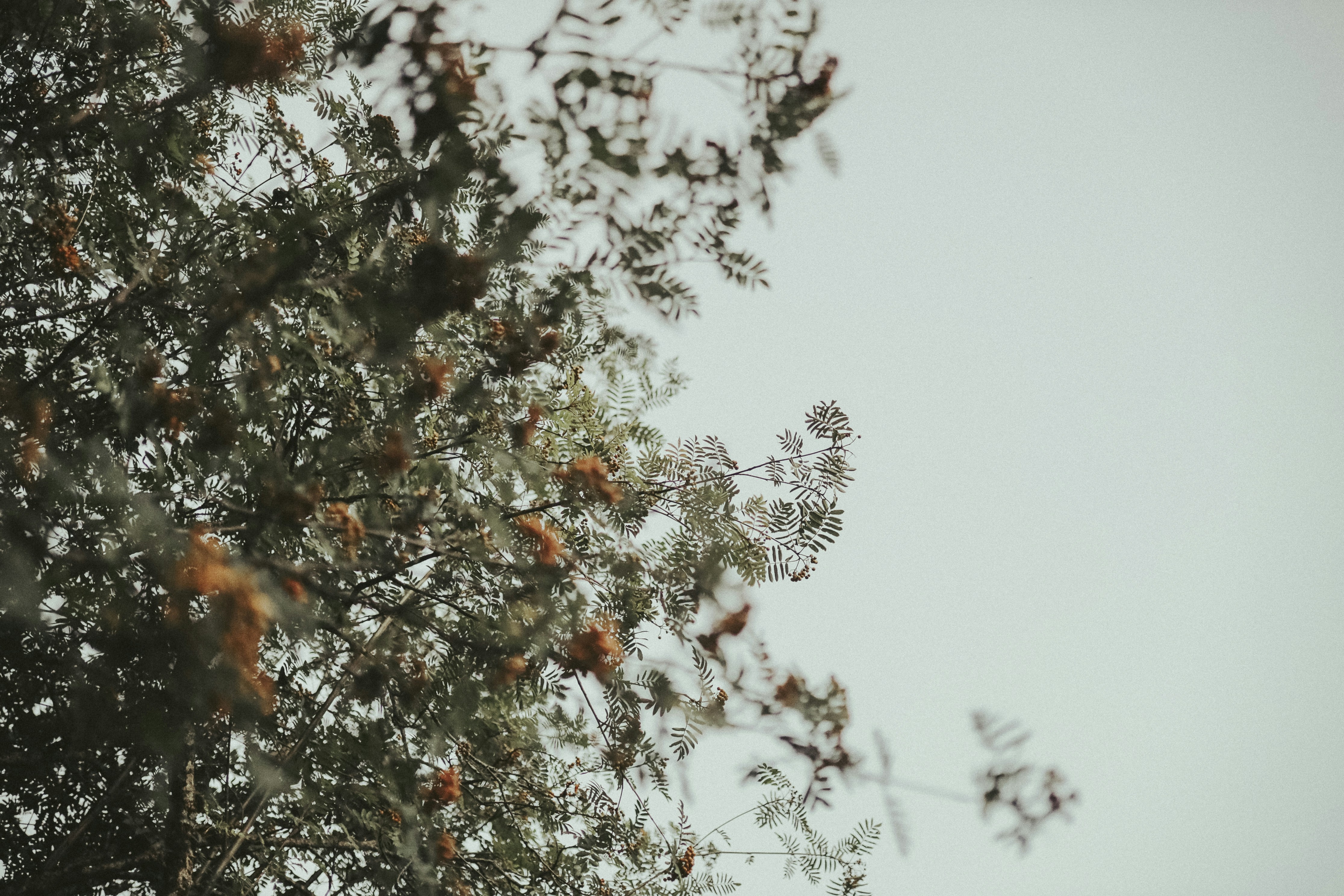 green and brown tree under white sky during daytime