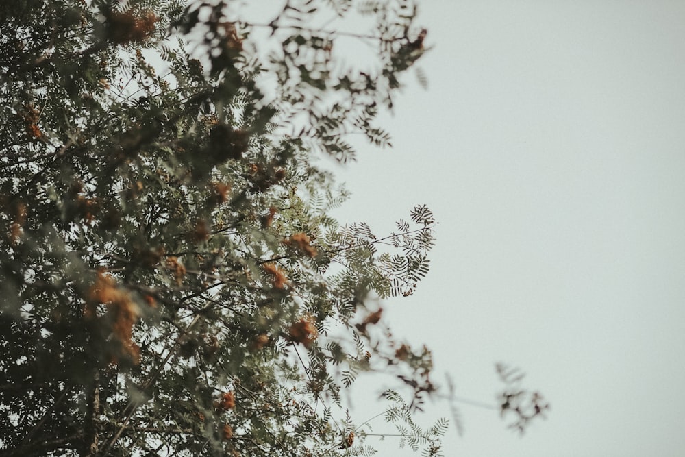 green and brown tree under white sky during daytime