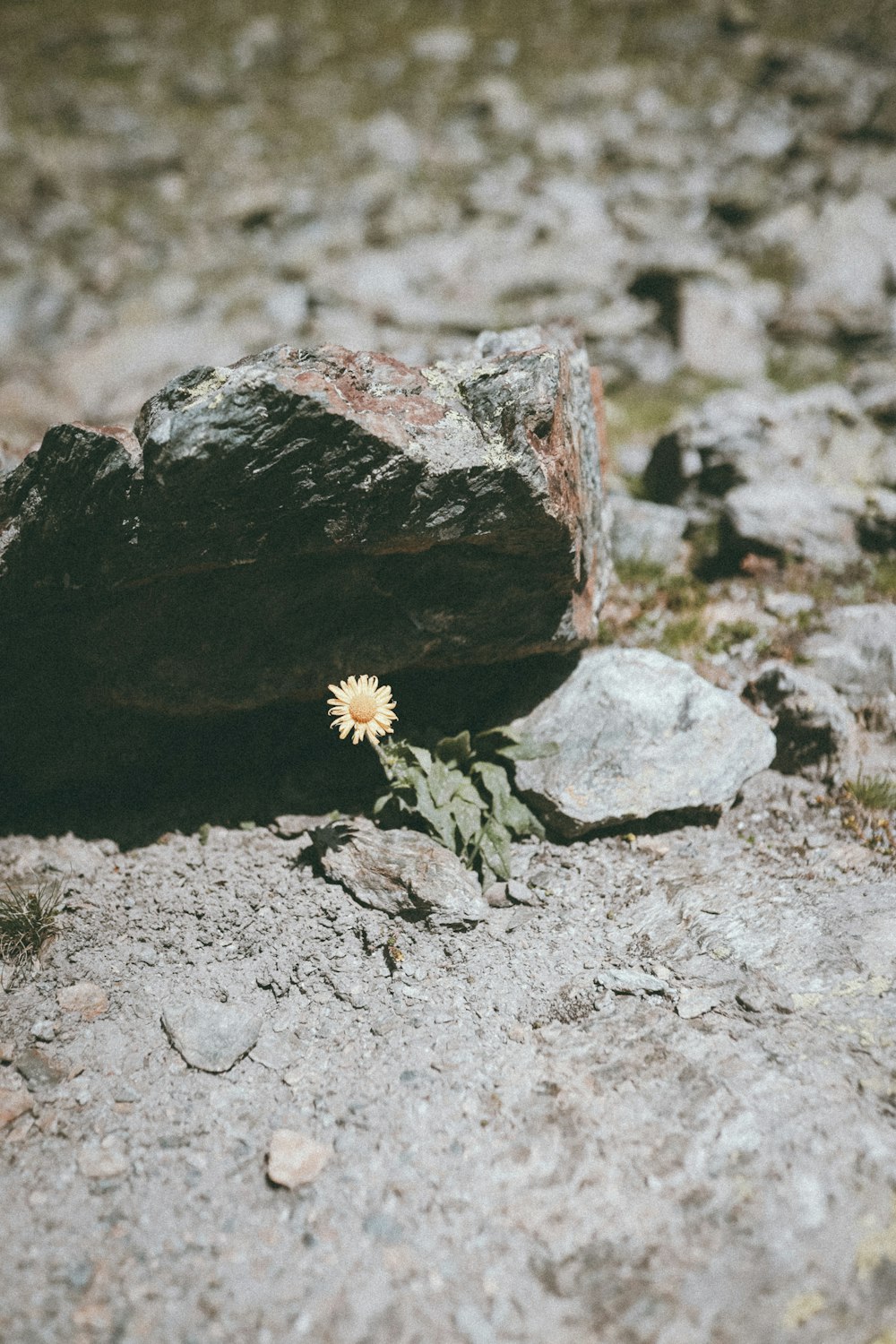 yellow flower on gray rock