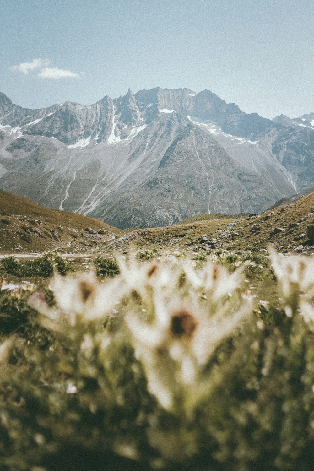 white flowers on green grass field near snow covered mountain during daytime