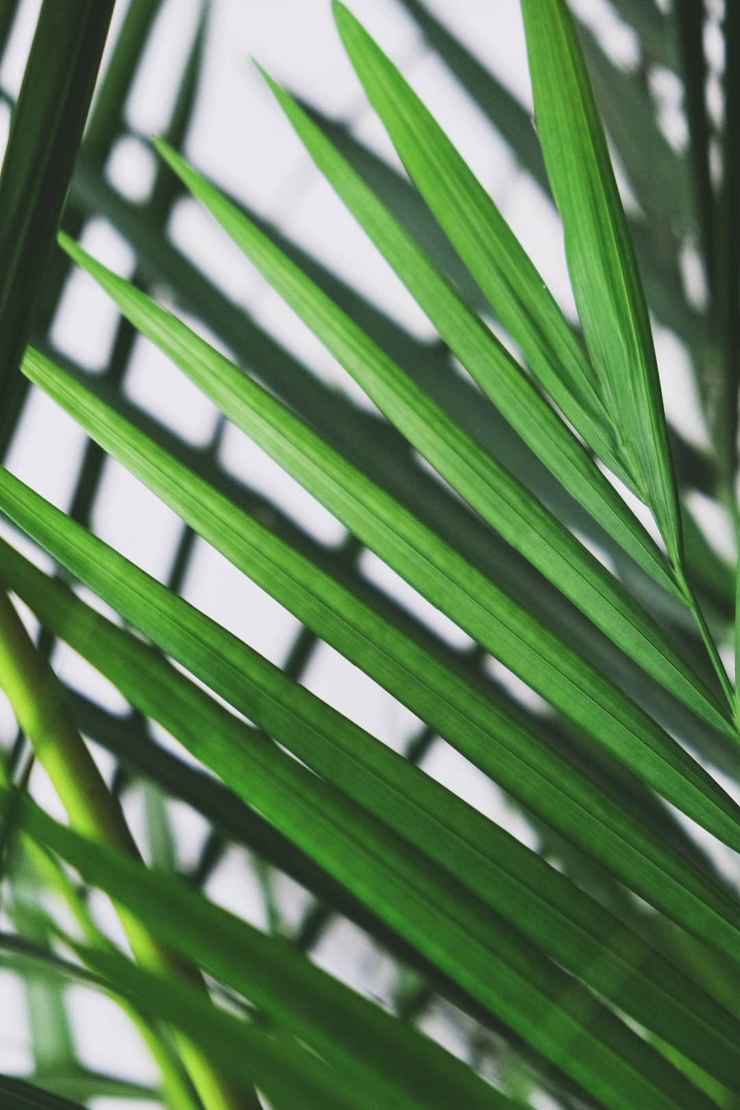 green leaf plant during daytime