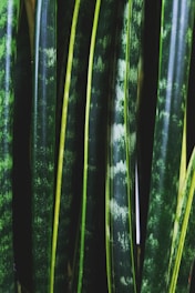 green and black plant stem