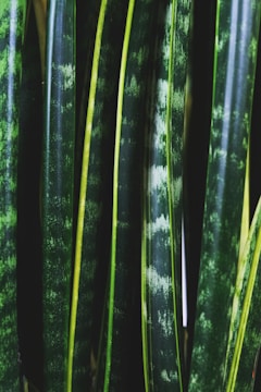 green and black plant stem