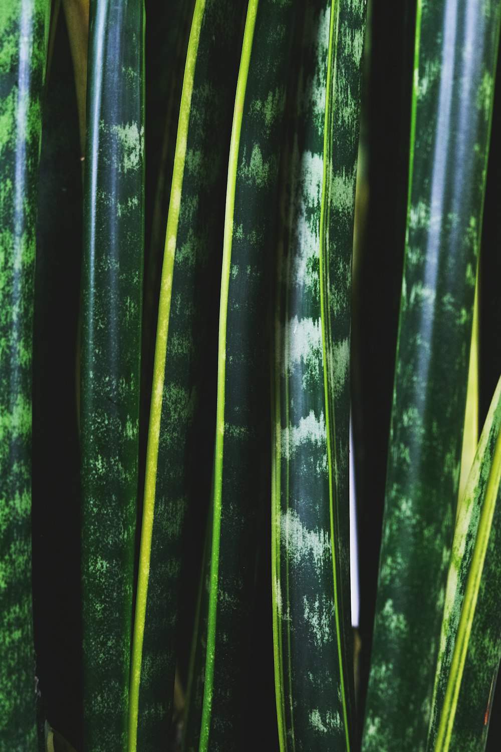 green and black plant stem