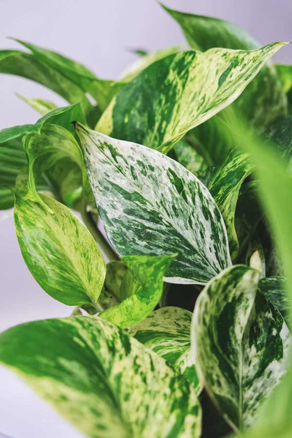 Close-up of a marble queen pothos plant