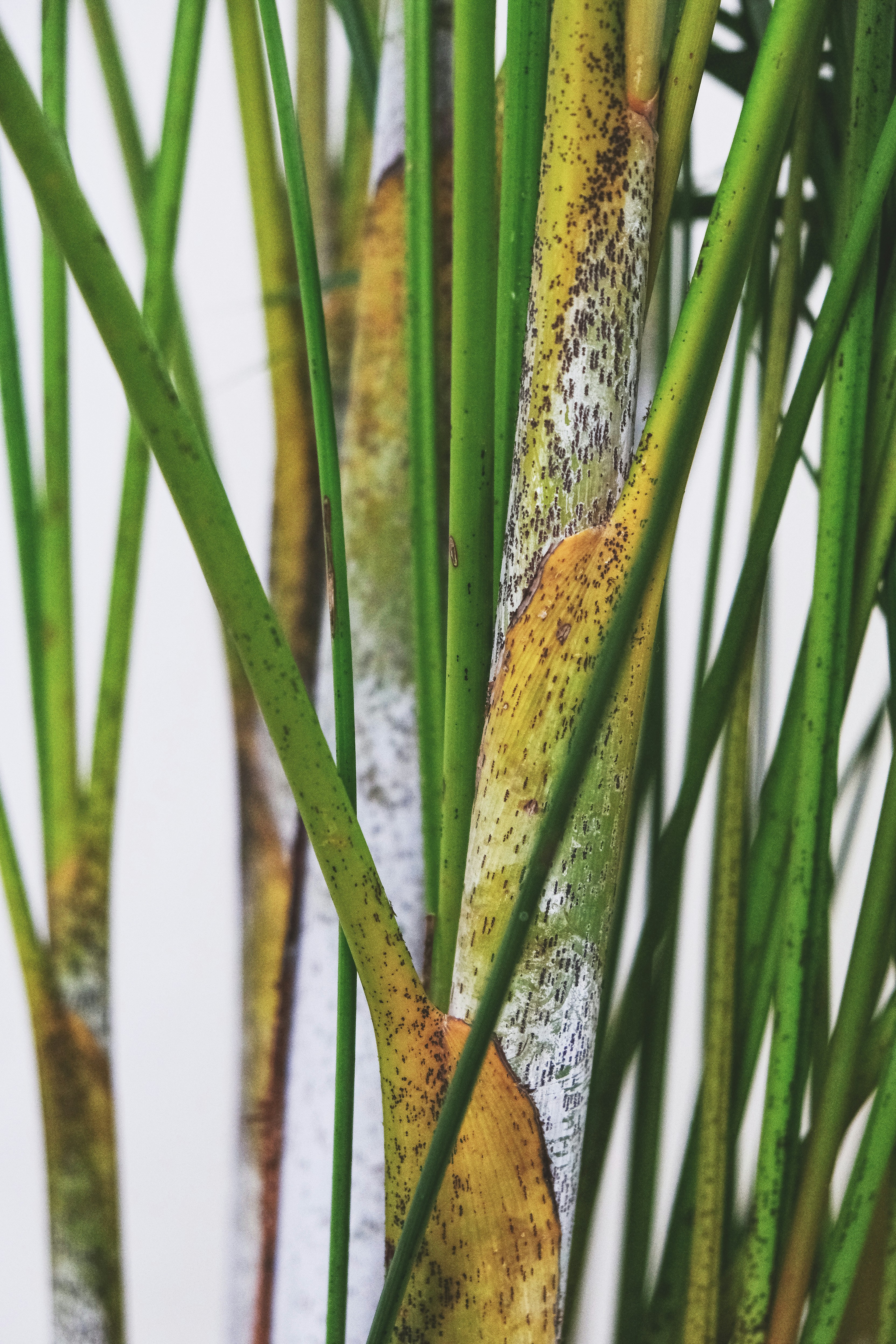 Photo by feeypflanzen