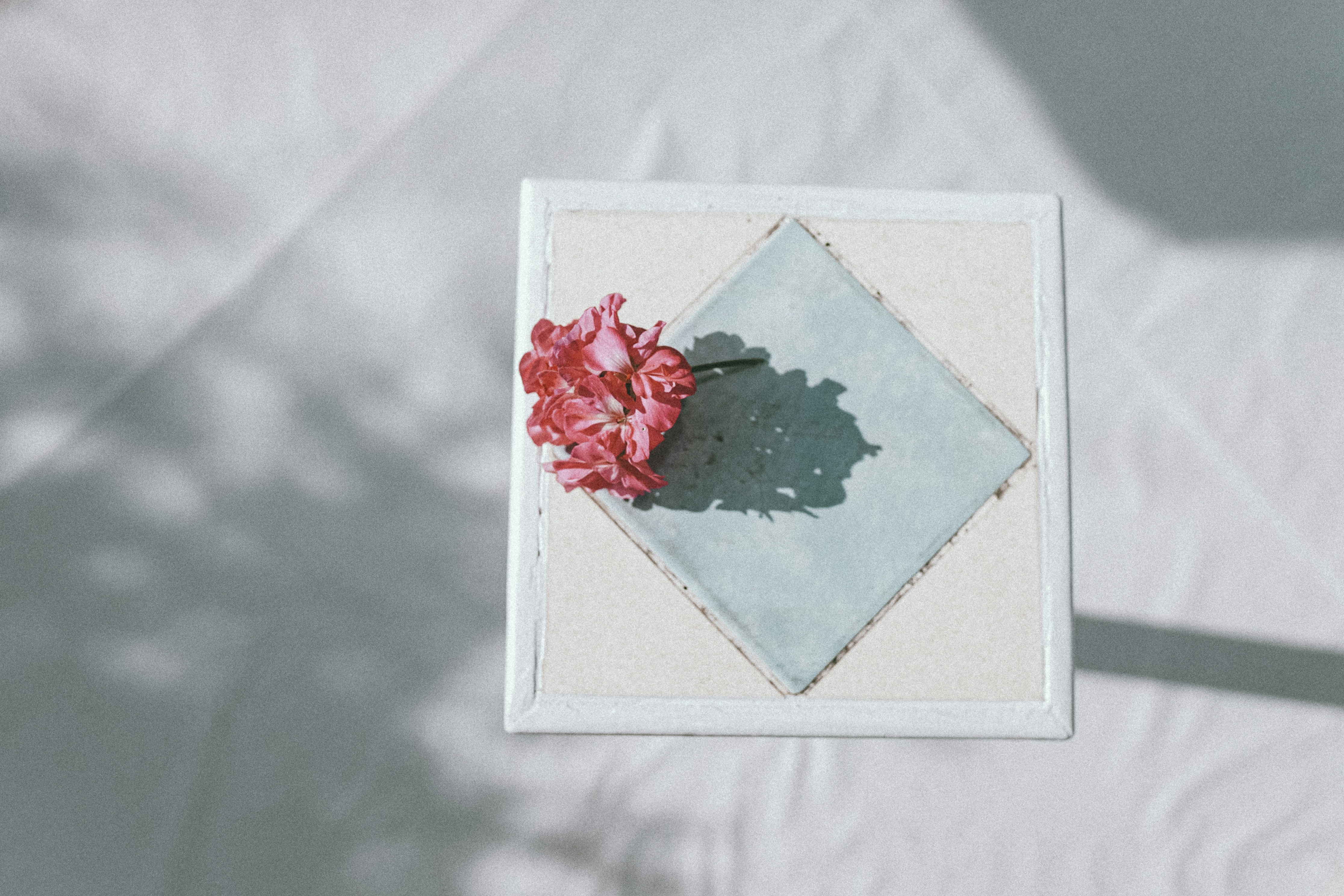 red rose on white square frame