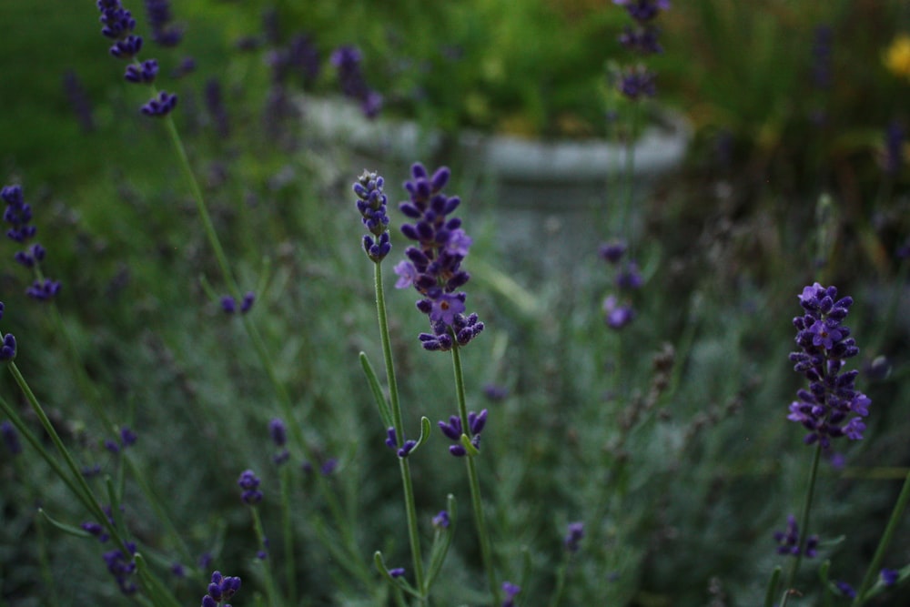 purple flower in tilt shift lens