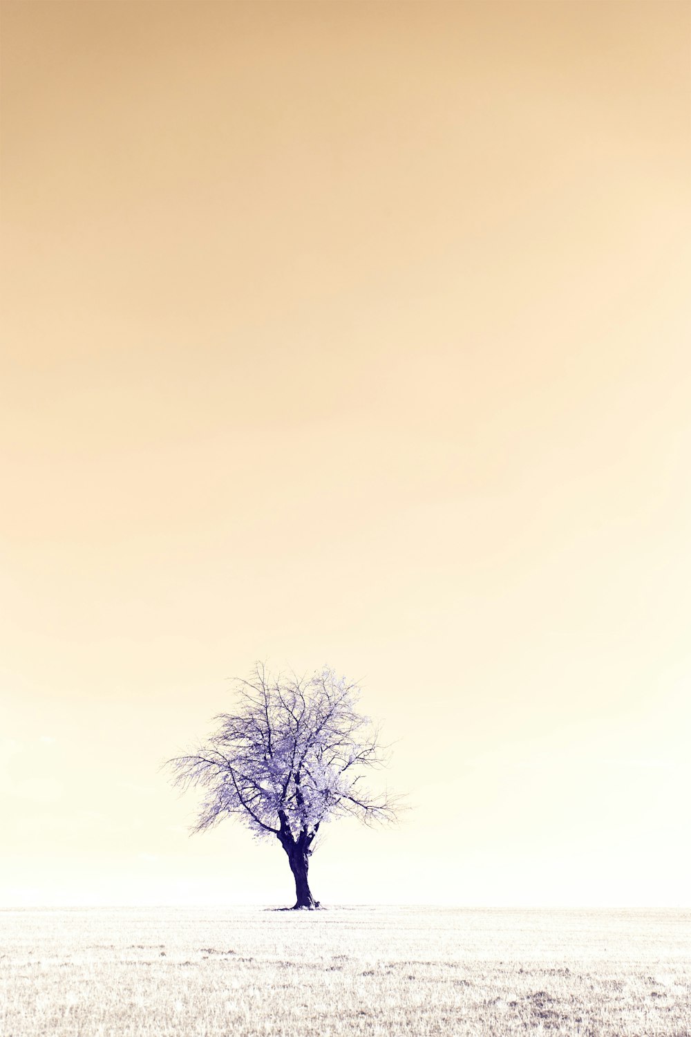 leafless tree under blue sky