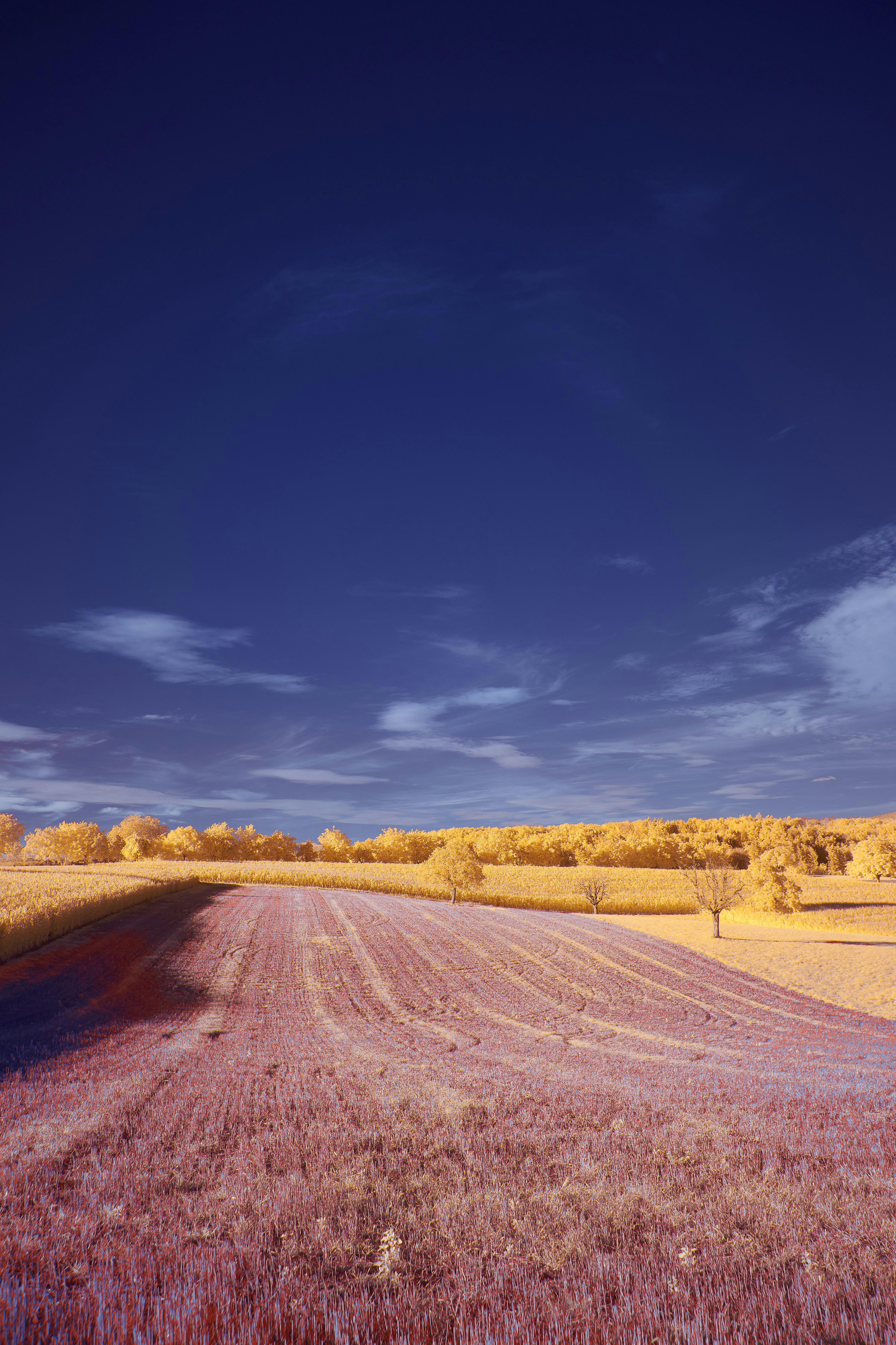 Photo by wolfgang_hasselmann