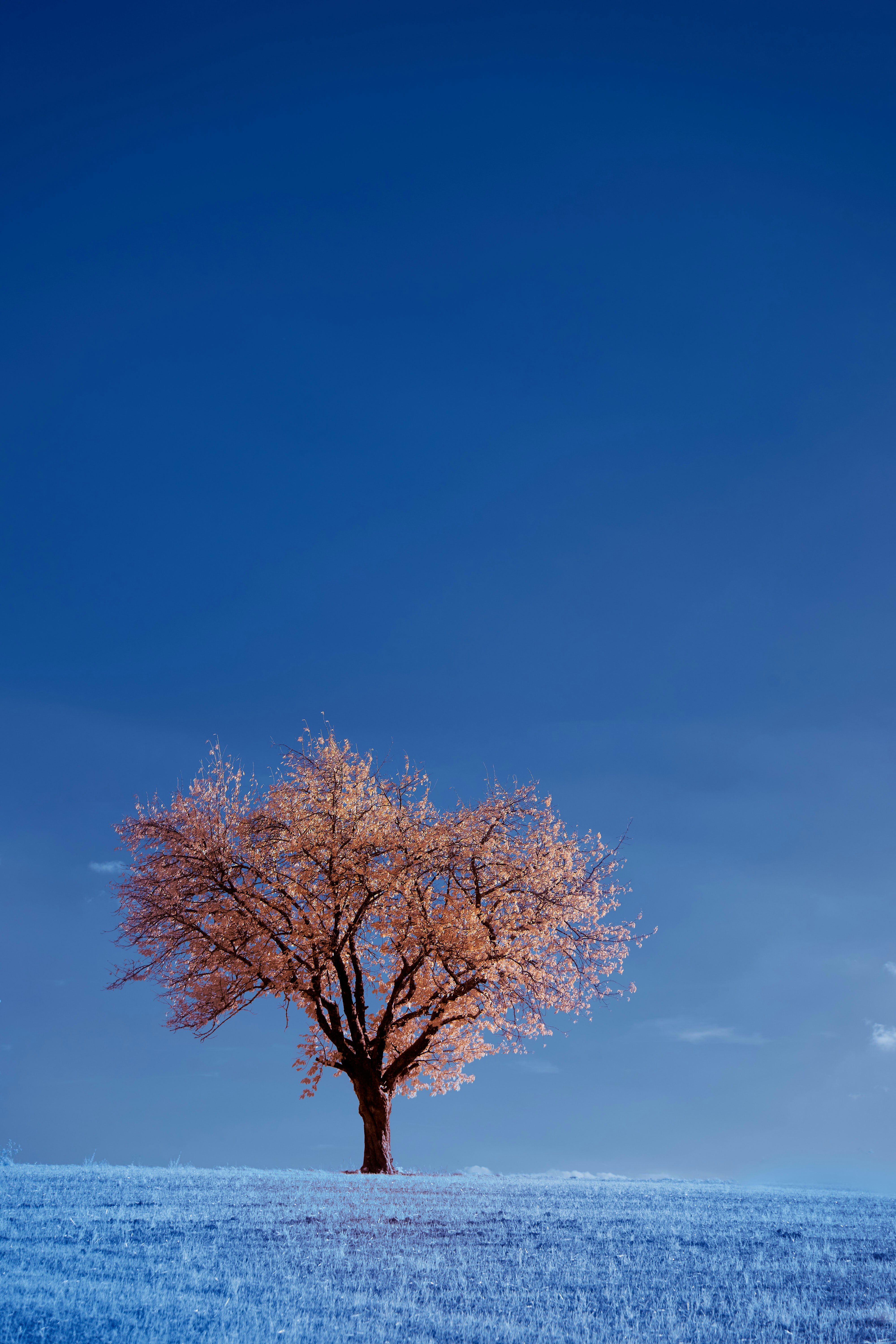 Photo by wolfgang_hasselmann