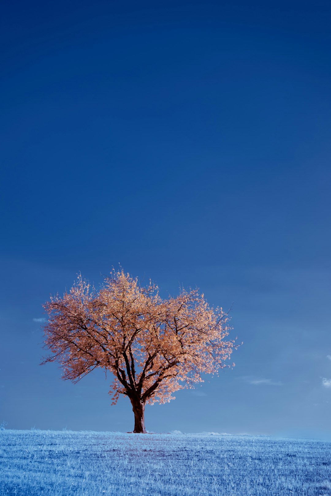 brown tree under blue sky during daytime