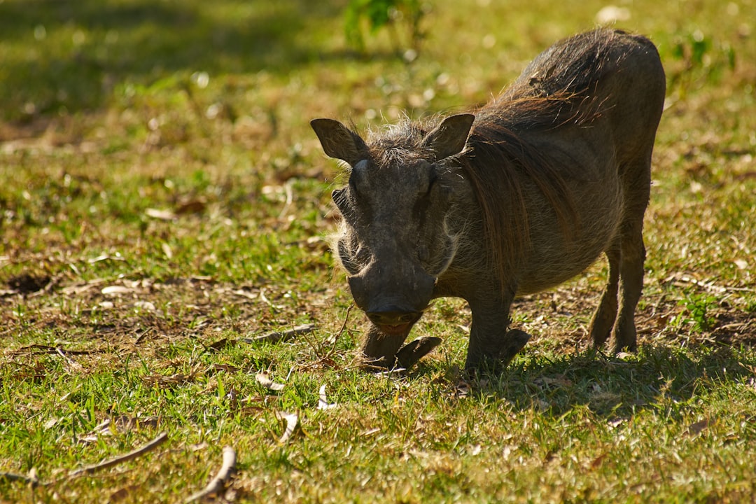 brown animal walking on green grass during daytime