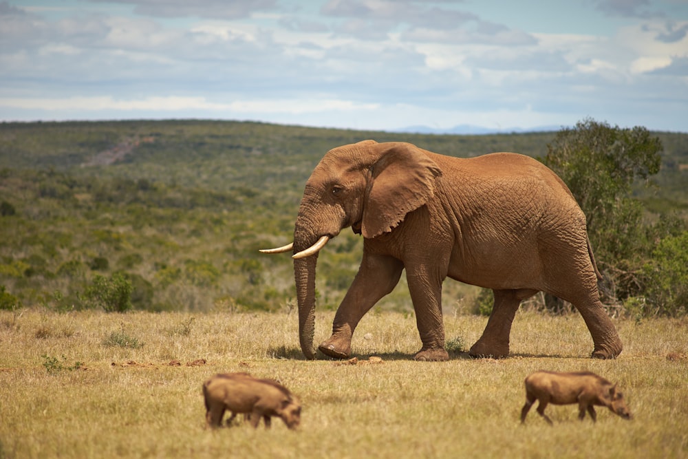 brown elephant on brown grass field during daytime