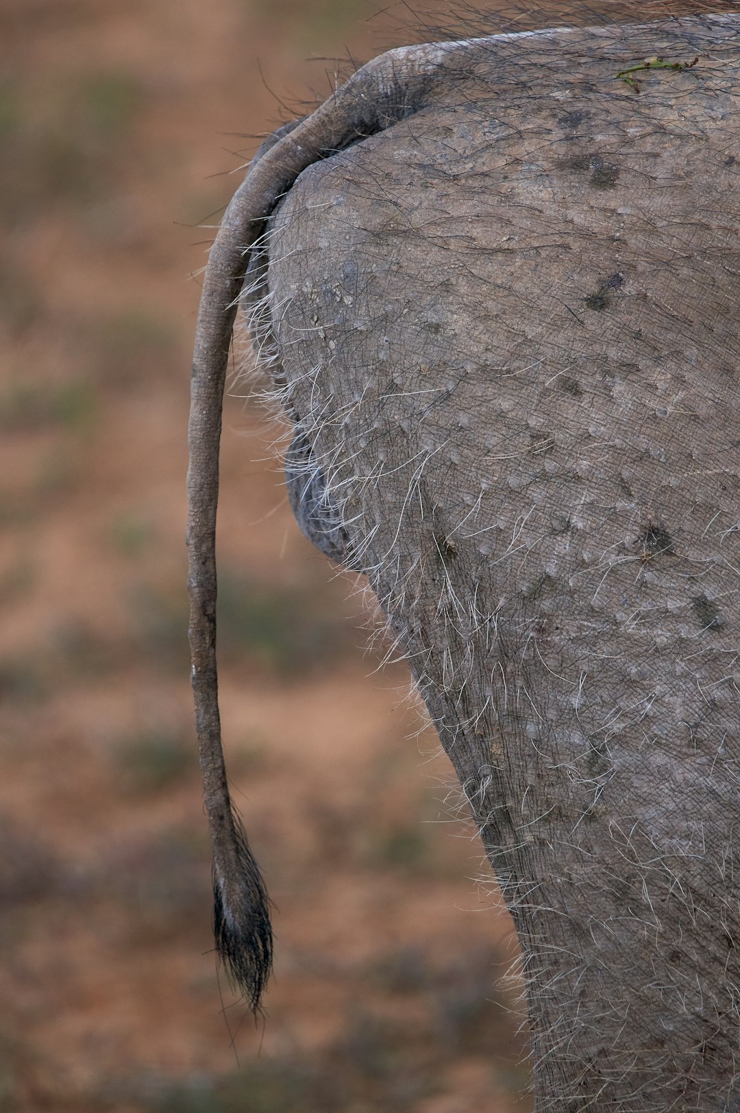 grey animal tail during daytime